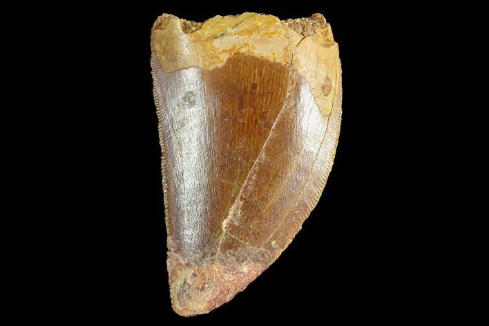 Bargain, Juvenile Carcharodontosaurus Tooth #84408
